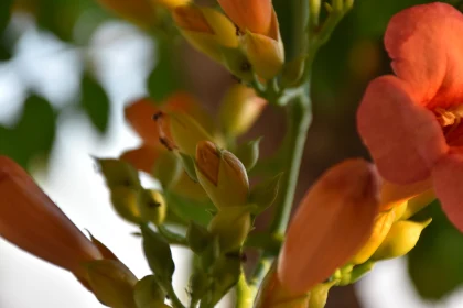 Orange Blossoms Up Close