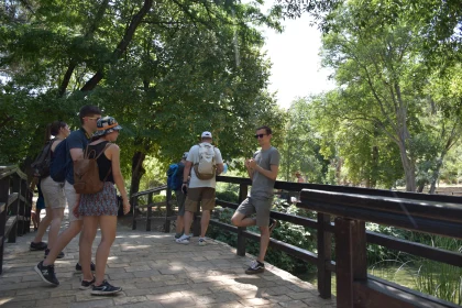 Sunny Day on a Wooden Bridge