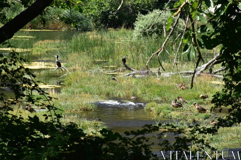 Serene Wetland Wildlife Scene Free Stock Photo