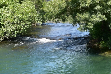 Peaceful Waters under Verdant Canopy