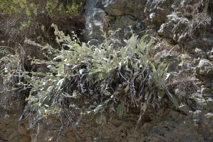 Resilient Sage Amongst Rocks