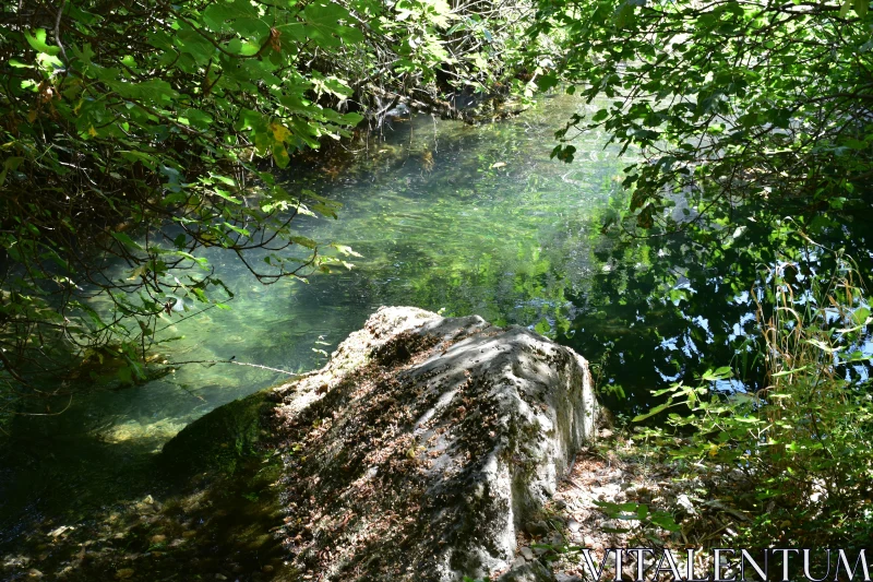 Nature's Tranquil Sanctuary by the Creek Free Stock Photo