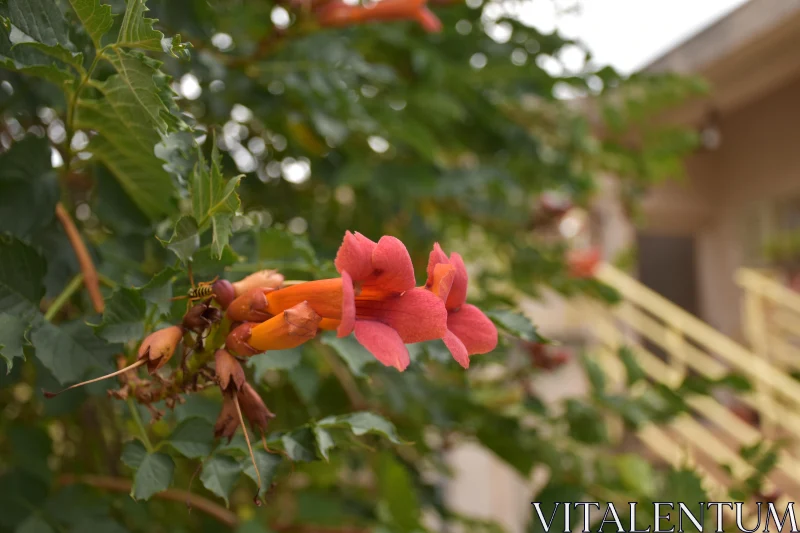 Colorful Trumpet Flowers Free Stock Photo