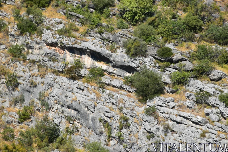 PHOTO Layered Rocks and Greenery