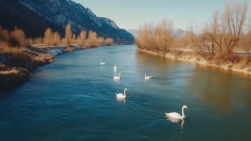 Tranquil River with Gliding Swans and Majestic Mountains