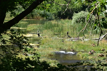 Birds in Tranquil Wetland