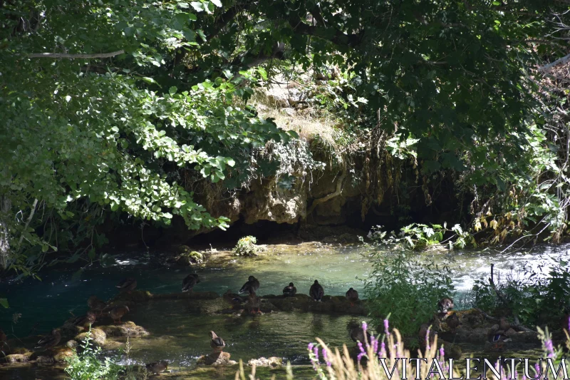 PHOTO Tranquil Stream in Verdant Forest Landscape