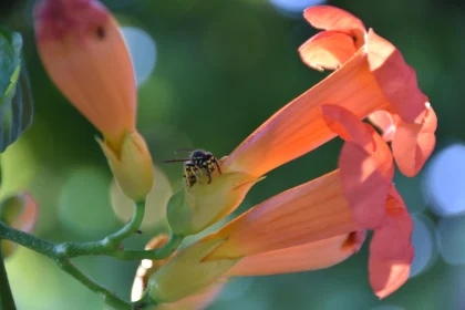 Bee on Vibrant Trumpet Flowers