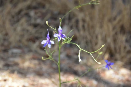 Wild Purple Bloom