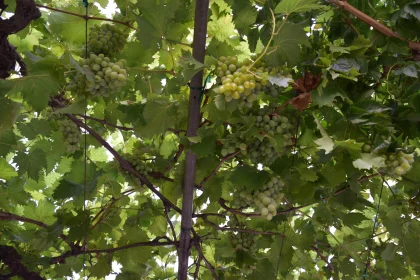 Abundant Green Grapes on Vines