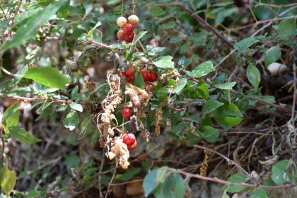 Red Berries Surrounded by Leaves