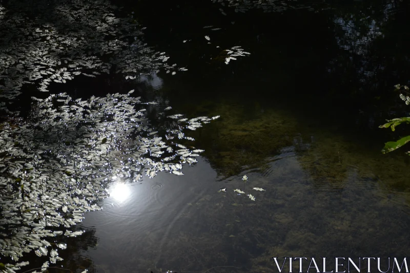 Sunlit Reflection on Leaf-Covered Pond Free Stock Photo