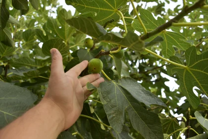 Reaching for a Ripe Fig in Nature