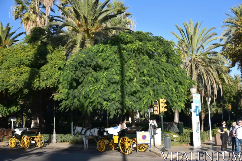 PHOTO City Scene with Carriages and Palms