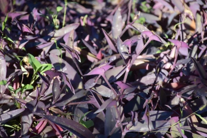 Sunlit Purple Leaves in Garden