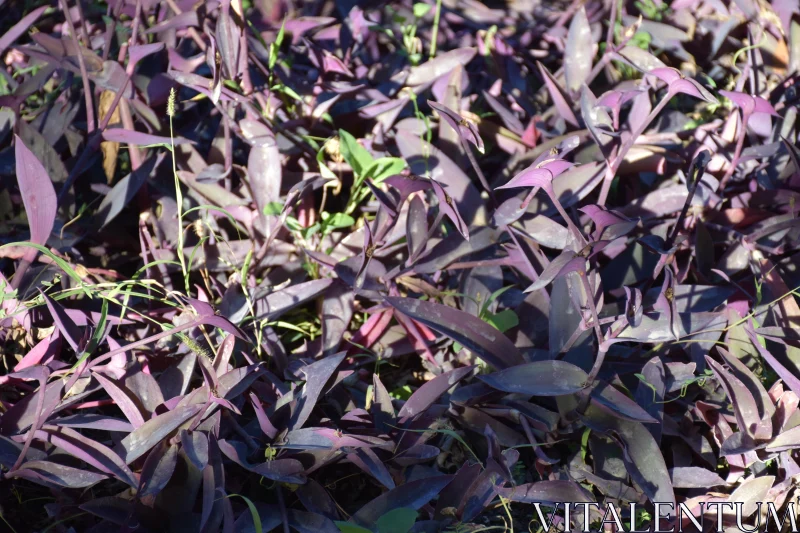 PHOTO Purple Leaves with Sunlit Textures