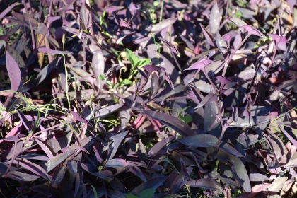 Purple Leaves with Sunlit Textures