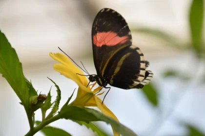 Butterfly Feeding on Flower