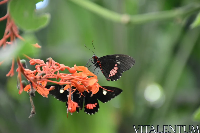 PHOTO Butterflies and Orange Flowers