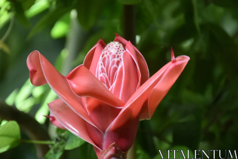 Exotic Pink Flower Close-Up Free Stock Photo