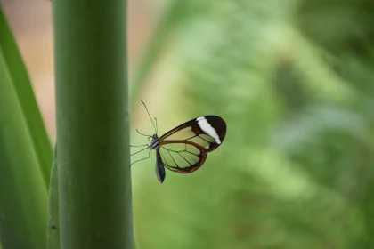 Transparent Wings of the Glasswing Butterfly