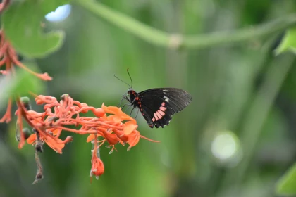 Butterfly Feeding on Vibrant Blooms