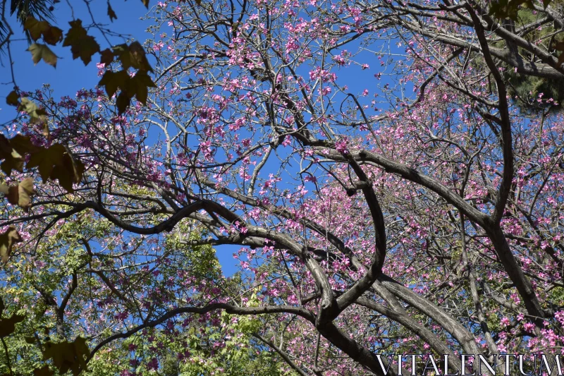 PHOTO Pink Blossoms and Blue Sky