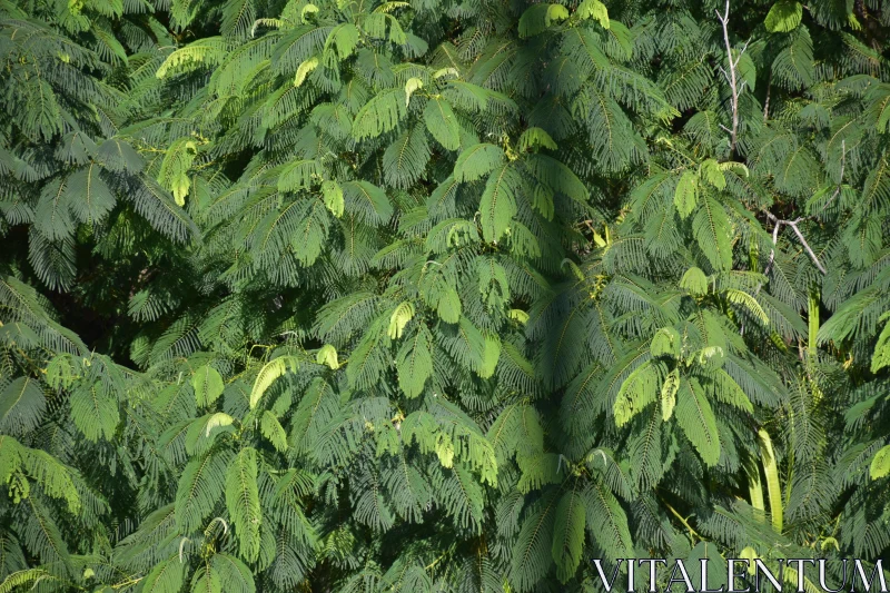 PHOTO Lush Tropical Foliage