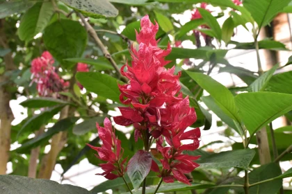 Red Blossom with Green Leaves