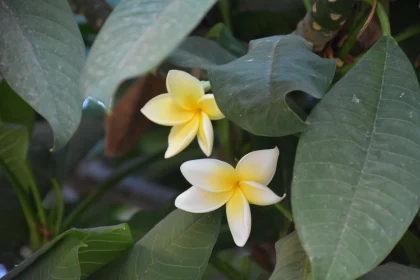 Blooming Plumerias in Natural Setting