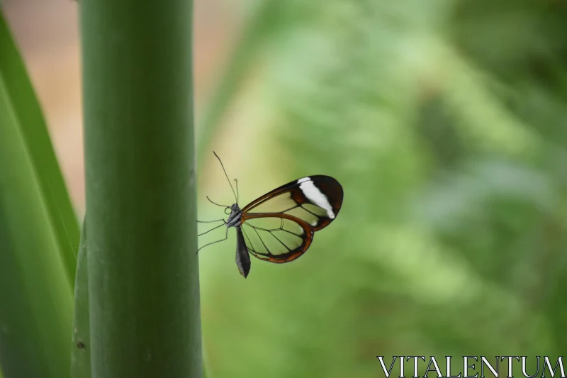 Transparent Wings of the Glasswing Butterfly Free Stock Photo