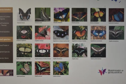 Butterfly Diversity Exhibit