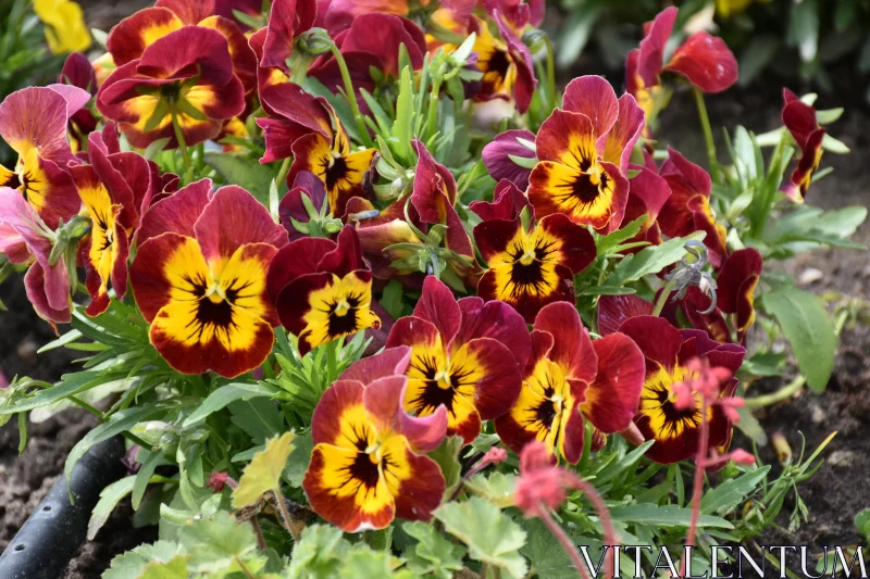 PHOTO Colourful Pansy Cluster