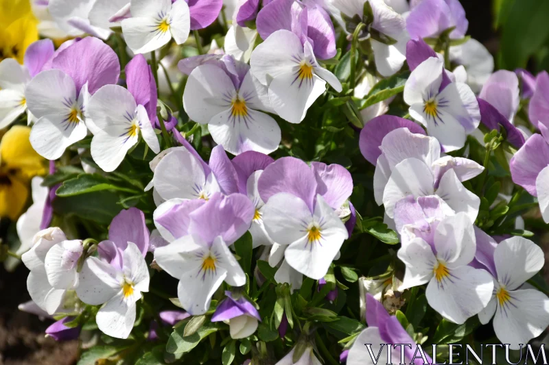 PHOTO Spring Pansies Blooming