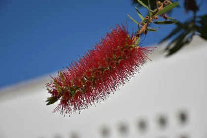 Bottlebrush Blossom