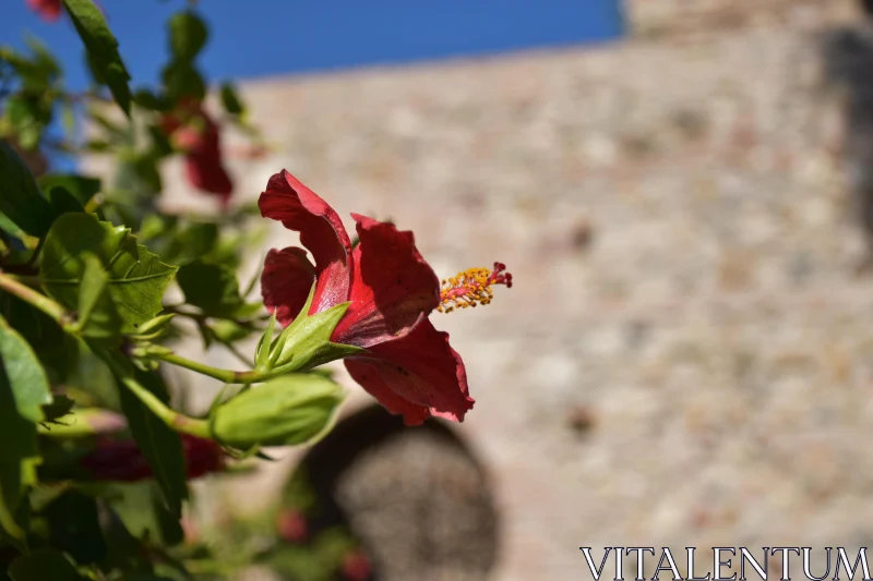 PHOTO Vibrant Red Hibiscus Flower