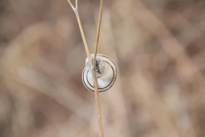 Snail Shell Macro Photography