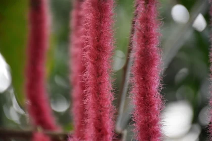 Detailed View of Pink Hanging Flowers