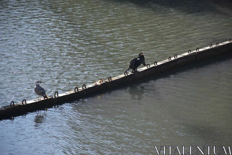 PHOTO Peaceful Perch: Birds Resting by the Water