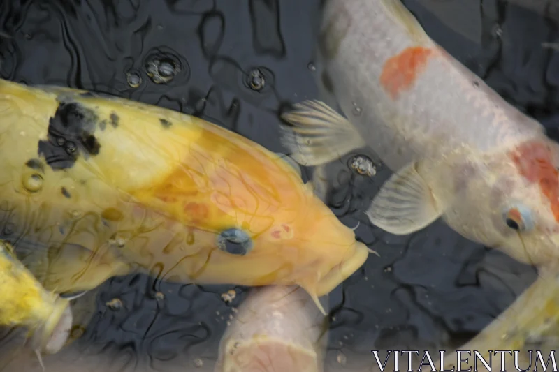 PHOTO Koi Fish Elegance