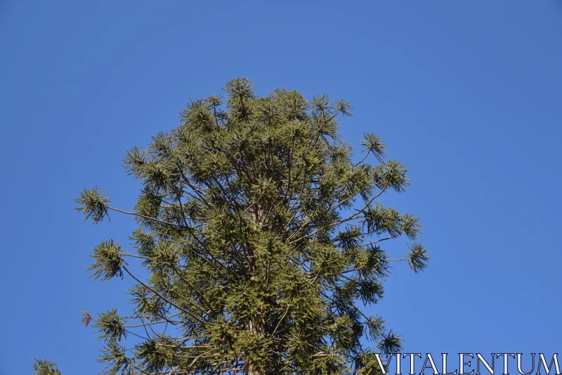 PHOTO Tree and Sky Harmony