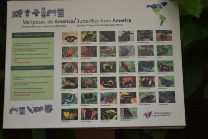 American Butterfly Species Display