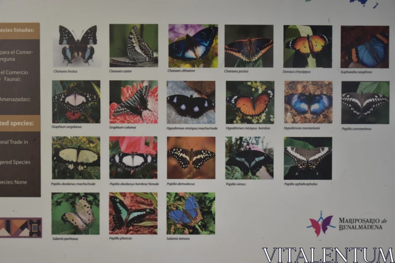 Butterfly Diversity Exhibit Free Stock Photo