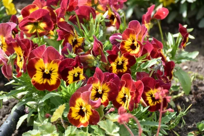 Colorful Pansies Blooming