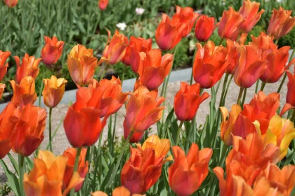 Springtime Tulips Blooming