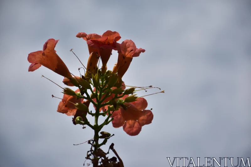 PHOTO Orange Flowers and Cloudy Sky