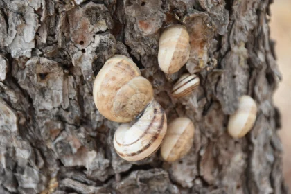 Snails in Their Natural Habitat