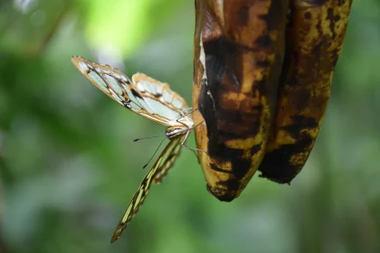 Wings of Nature: A Butterfly's Pause