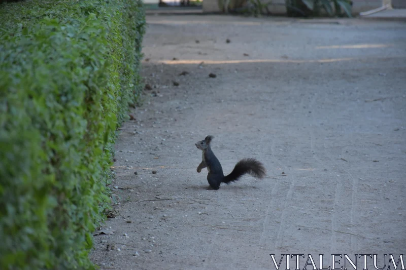 PHOTO Standing Squirrel by Green Hedge