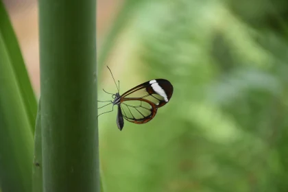 Transparent Butterfly in Nature